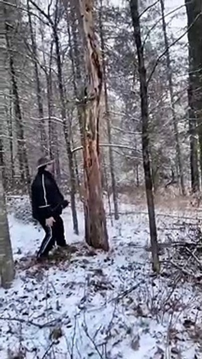 Person Pushes Tree, Tree Pushes Back