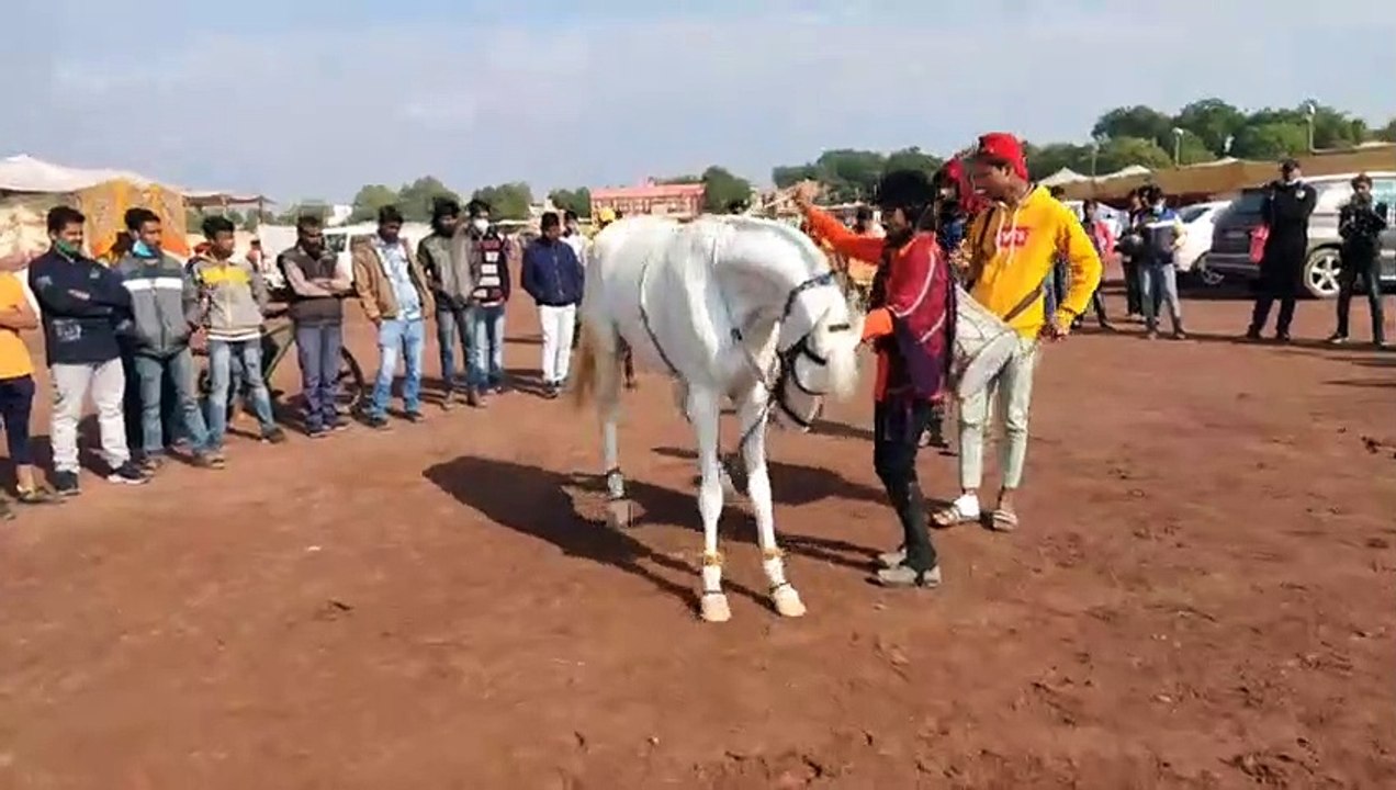Watch- हॉर्स शो में घोड़ों के डांस ने जीता सबका दिल, विभिन्न प्रतियोगिताएं हुई आयोजित