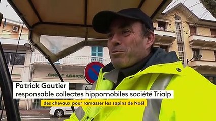 Des chevaux pour ramasser les sapins de Noël  #IlsOntLaSolution