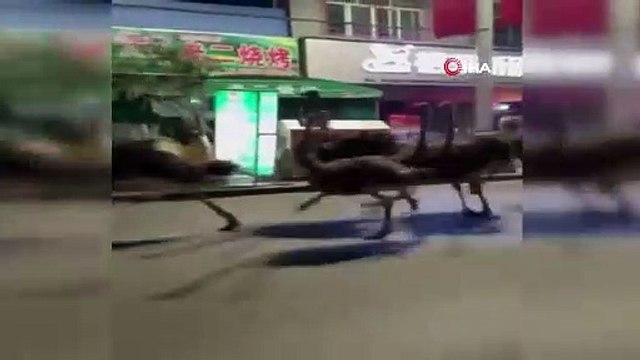 Çiftlikten firar eden deve kuşları trafiği birbirine kattı