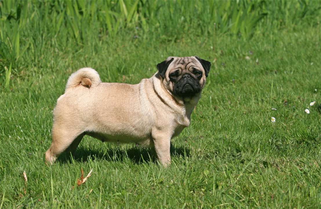 Dogs can distinguish between two foreign languages