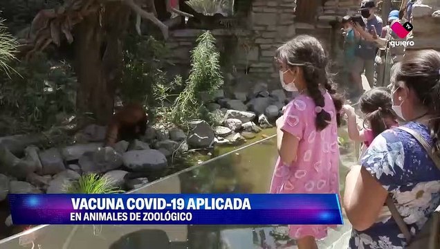 La protección contra Covid-19 ha llegado a los animales: en zoológicos de todo el mundo, varias especies han recibido su dosis de forma experimental. 