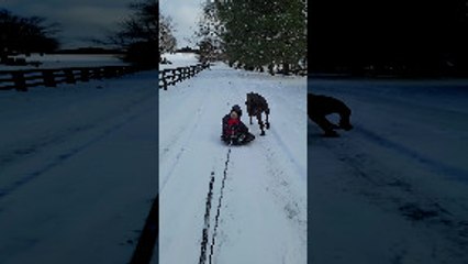 Playful Pup Causes Kid to Spill From Sled