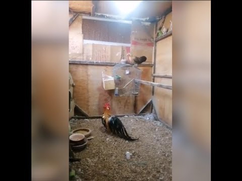 سلالات دجاج نادرة.. الدجاجة بـ15 ألف جنيه والبي...