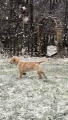 Playful Puppy Sees Snow For First Time
