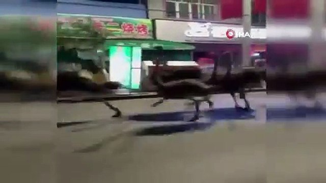 Çiftlikten kaçan 80 deve kuşu sokakları birbirine kattı