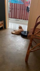 Cat Refuses to Move for Roomba