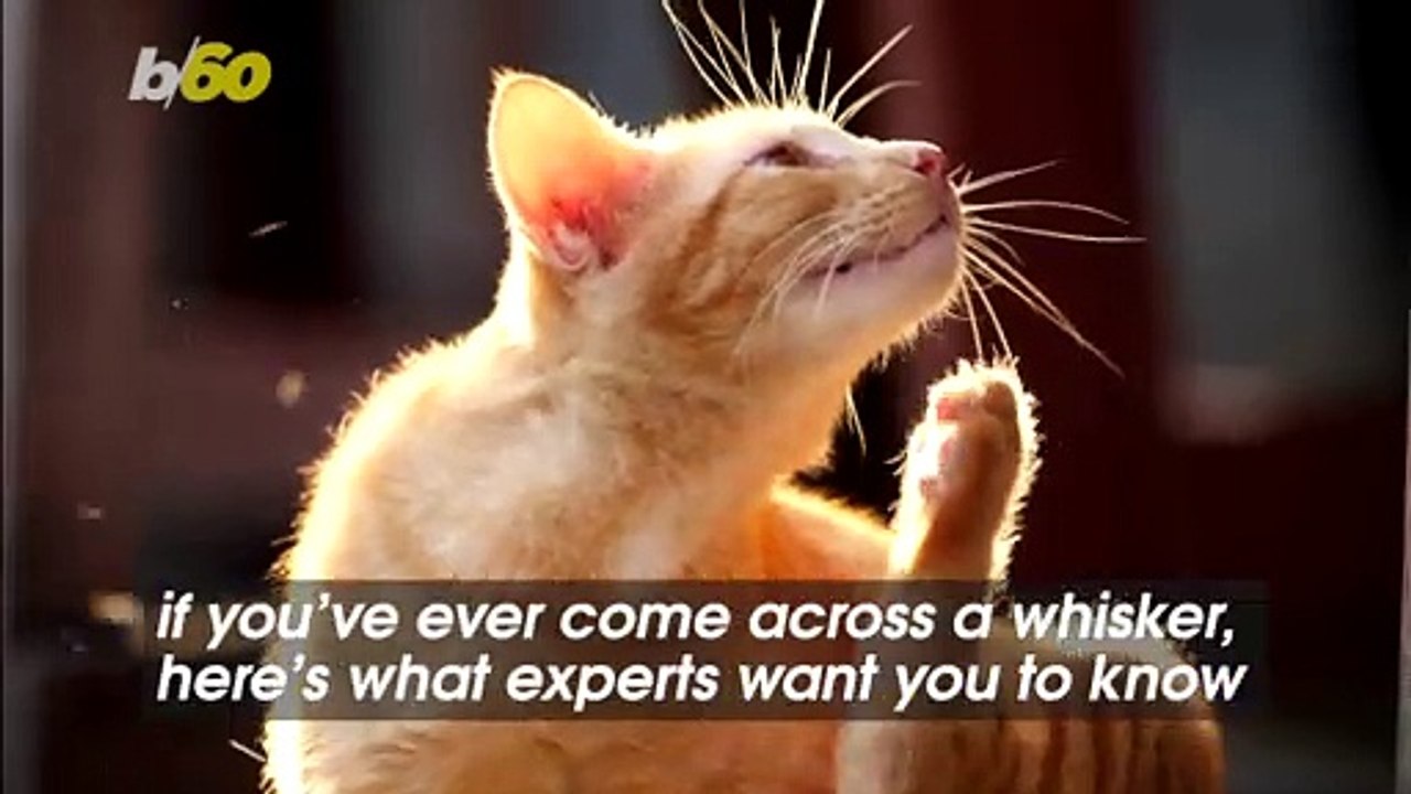If Your Cat is Shedding Their Whiskers Excessively, This is What You