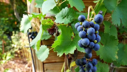 Misterios: Rituales de Año Nuevo