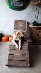 Dog Only Smiles When Asked for the Seat