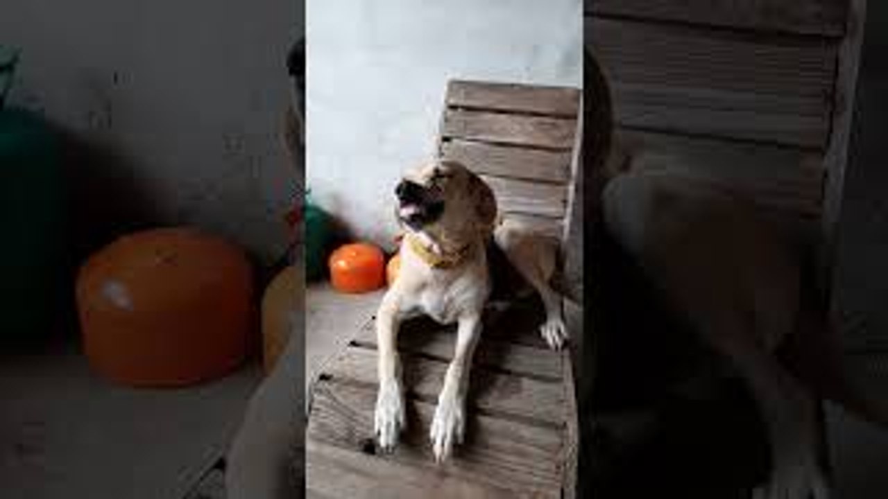 Dog Only Smiles When Asked for the Seat