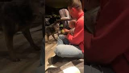 Baby Laughing Hard at Dog Playing Fetch