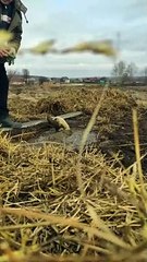Rescuing a Dog Stuck in Mud on a Farm