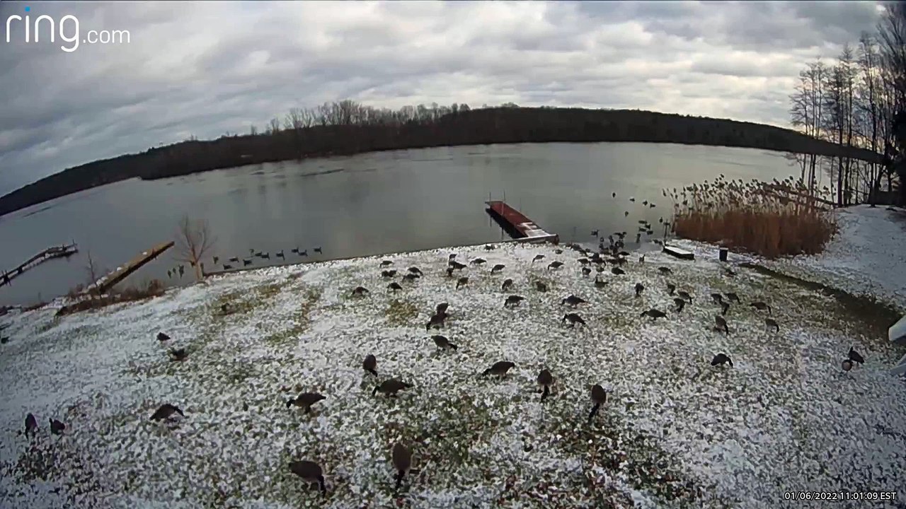 How to Remove a Large Gaggle of Geese From Yard