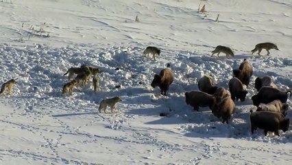 Pack Of Wolves Hunt a Bison _ Frozen Planet _ BBC Earth