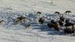 Pack Of Wolves Hunt a Bison _ Frozen Planet _ BBC Earth