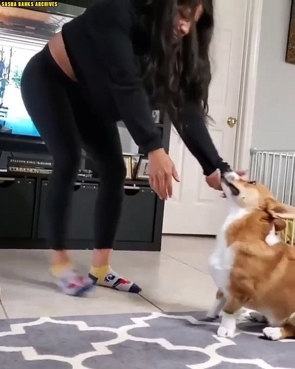 Sasha Banks wrestling her corgi Ryu Maivia