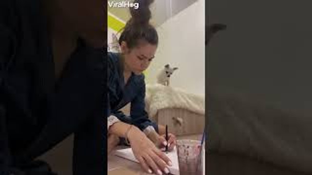 Dog Deliberately Throws Toy Out of Bed