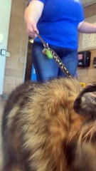 Wobbly Dog Saved from Being Put Down