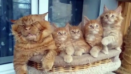 Elder Maine Coon Passed Out with His Children