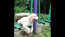 Funny Pet Videos Compilation