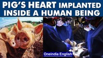 US doctors successfully implant pig’s heart inside a human being | Oneindia News
