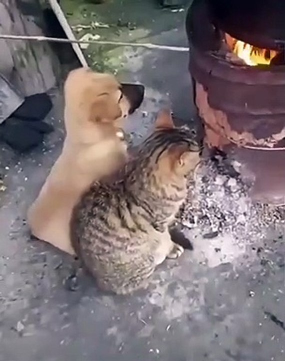 Cat - cold weather