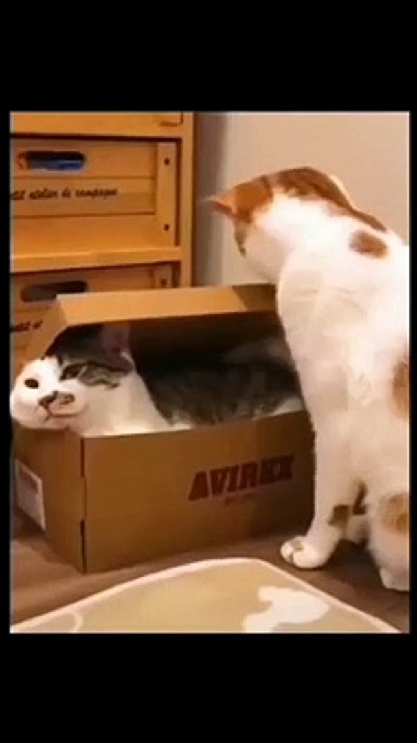 Cat - box cat