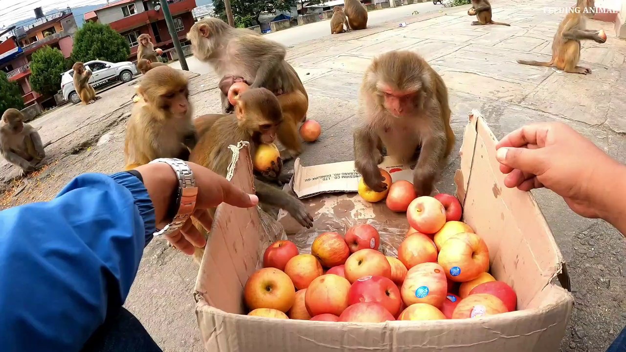 Free fruits for wild monkey _ Thank you sharma sir for providing apple _ feeding_Full-HD