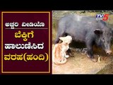 ಅಚ್ಚರಿ: ಬೆಕ್ಕಿಗೆ ಹಾಲುಣಿಸಿದ ವರಾಹ | Amazing Video - Stray Pig Feeds a Hungry Cat | TV5 Kannada