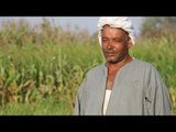 نقيب الفلاحين يزف بشرى سارة لمزارعي مصر بمناسبة عيد الفلاح