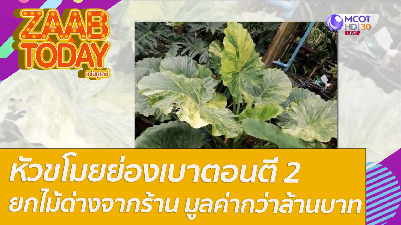 หัวขโมยย่องเบาตอนตี 2 ยกไม้ด่างจากร้าน มูลค่ากว่าล้านบาท : แซ่บทูเดย์ (10 ม.ค. 65) OnAir
