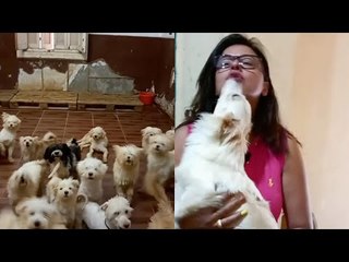 سيدة تنقذ الكلاب «المسربة» وترعاهم بمنزلها: عندي 300 كلب بعتبرهم ولادي