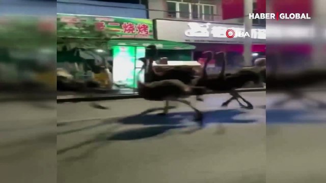 Çin'de bir çiftlikten kaçan 80 deve kuşu sokakları birbirine kattı