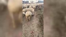 Sürüye eşlik eden çoban köpeği yavrusuna koyunlardan ilgi