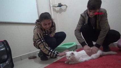Köpeklerin yaraladığı sokak kedisine, öğrenciler sahip çıktı