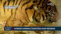 Kondisi Harimau Sumatera yang Ditangkap di Padang Lawas Kian Membaik