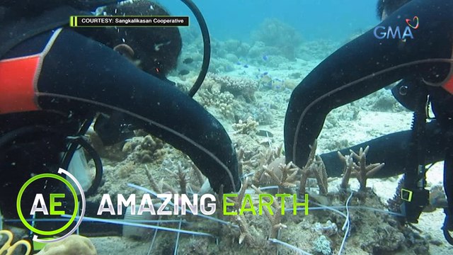 Amazing Earth: Coral reef planting under the sea!