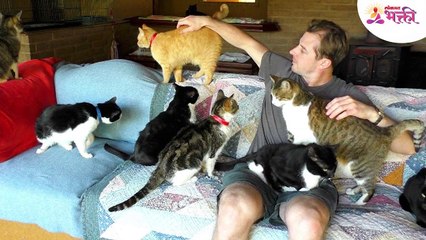 मांजर आडवे जाणे शुभ असते की अशुभ Final