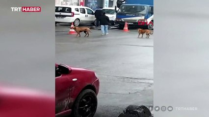 Köpeklerin kovaladığı kurye kaza yaptı