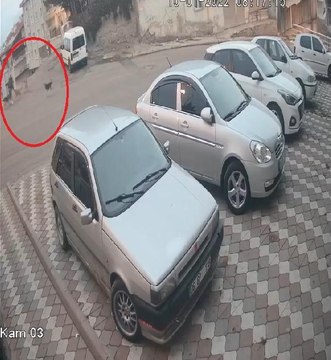 Aynı mahallede 2 köpek saldırısı daha; 2 yaralı