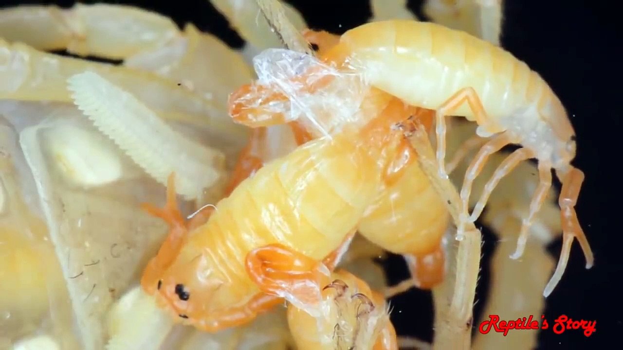 Scorpion Giving Birth To Many Babies And Carring Baby On Her Backs(720P_HD)