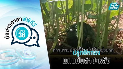 คนชัยภูมิพลิกวิกฤตปลูกฟักทองแทนมันสำปะหลัง  | เข้มข่าวเย็น