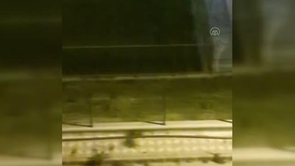 Tilkilerin birbirini kovalaması cep telefonu kamerasına yansıdı