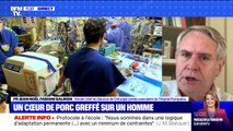 Est-il vrai qu'un humain vit aujourd'hui grâce à un cœur de porc génétiquement modifié? BFMTV répond à vos questions