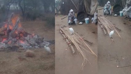 मोर के बाद बगुला हुआ अंतिम संस्कार में शामिल, 80 साल के बुजुर्ग की अर्थी पर बैठा रहा