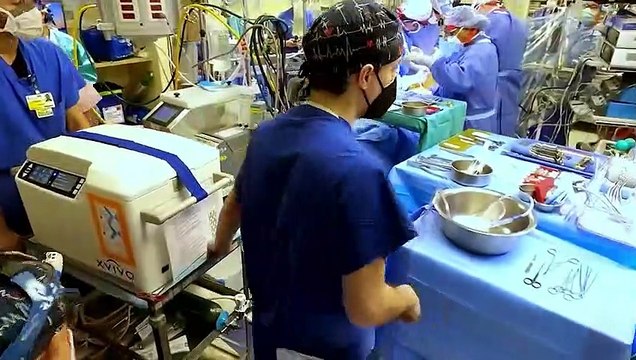 В человеческом теле бьётся сердце свиньи