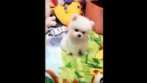 2022 Animals SOO Cute! Cute baby animals Videos Compilation cutest moment of the animals #6