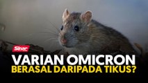 Varian Omicron berasal daripada tikus?