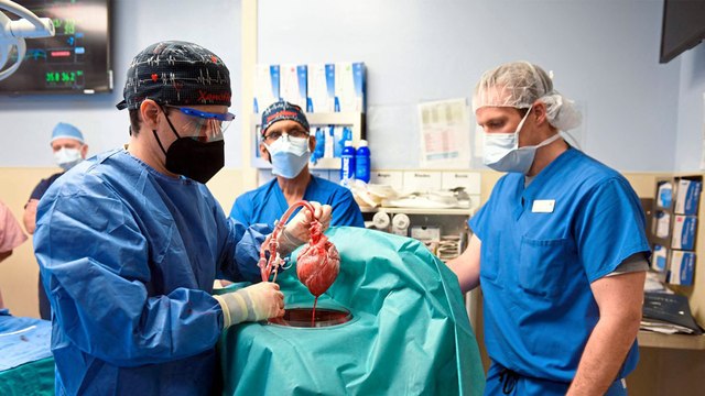 Herztransplantation von Schwein zu Mensch